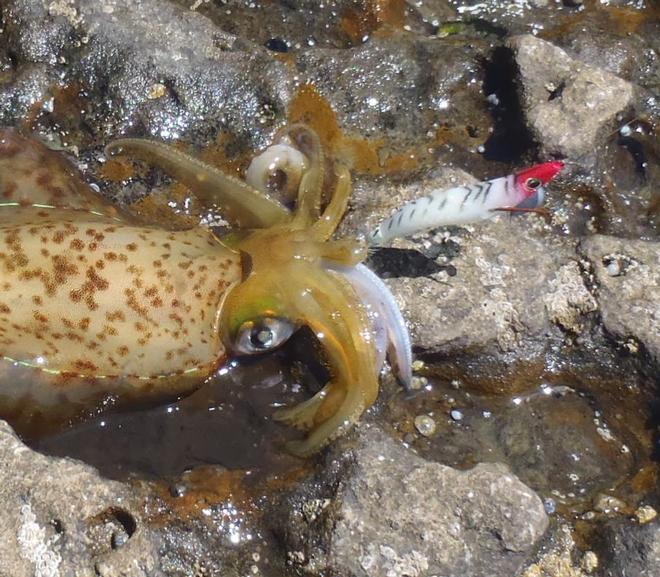7. This squid took a liking to the Berkley Power Egi squid jig © Gary Brown
